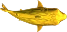Cá Heo Vàng